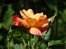 DSC08111