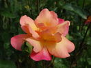 DSC08170