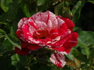 DSC08050