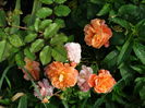 DSC08055