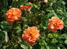 DSC08054