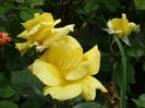 DSC07886
