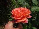 DSC07877