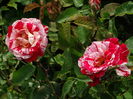 DSC08048