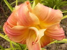 Hemerocalis