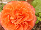 Rosa Emillien Guillot