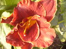 Hemerocalis Night Embers