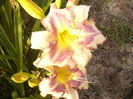 Hemerocalis Destined to see