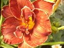 Hemerocalis Night Embers