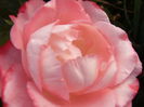 Rosa Nostalgie