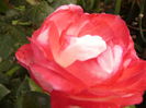 P1290424