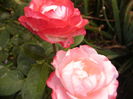 P1290426