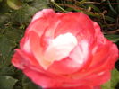 P1290429