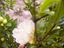 P1290432