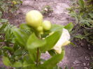 P1290438