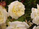 Rosa Elfe