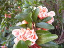 Punica Granatum Legrellie