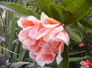 P1290464