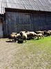 20160616_154643[1]