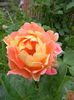 Rose des cisterciens