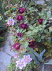 DSC01350