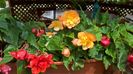 WP_20160624_14_24_46_Pro