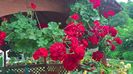 WP_20160624_14_26_54_Pro