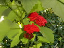 DSCN0949