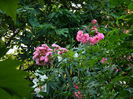 DSCN0950