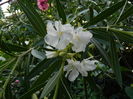 DSCN0957