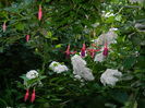 DSCN0966