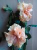 IMG_20160624_152444