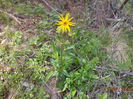 Arnica planta medicinala-4