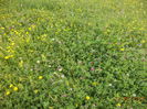 Asta iarba variata-8w