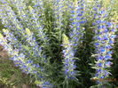 Isop verde gras