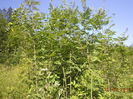 Scorus tanar-2y