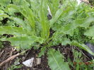 Stevia buna la caprite-c65