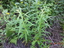 Zburatoarea melifera-93