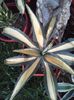 agave americana mediopicta aurea
