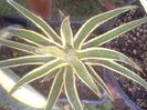 filifera marginata