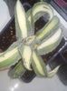 potatorum med picta