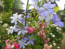 Mrs Chalmondeley