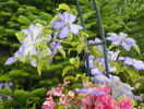 Mrs Chalmondeley
