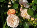 Bordure Nacree
