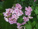 Plaisenterie