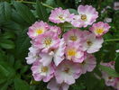 Apple Blossom