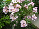 Apple Blossom