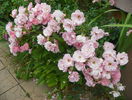 Sommerwind