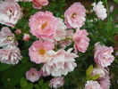 Sommerwind