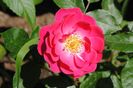 Bordure Magenta